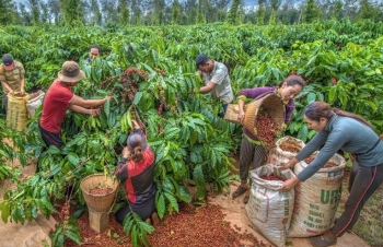 Giá cà phê mới nhất ngày 22/9/2023: Thị trường trong nước giảm 500 đồng/kg