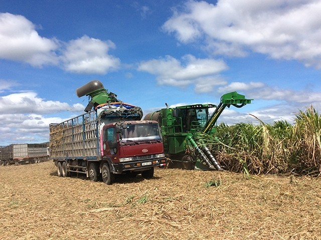 Gia Lai: Nhân rộng vùng chuyên canh mía quy mô lớn Gia Lai: Nhân rộng vùng chuyên canh mía quy mô lớn