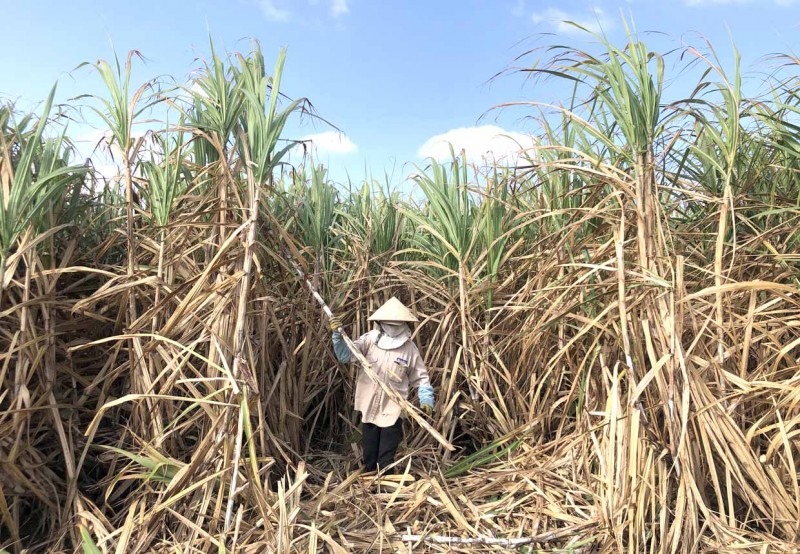 Gia Lai: Nhân rộng vùng chuyên canh mía quy mô lớn Gia Lai: Nhân rộng vùng chuyên canh mía quy mô lớn