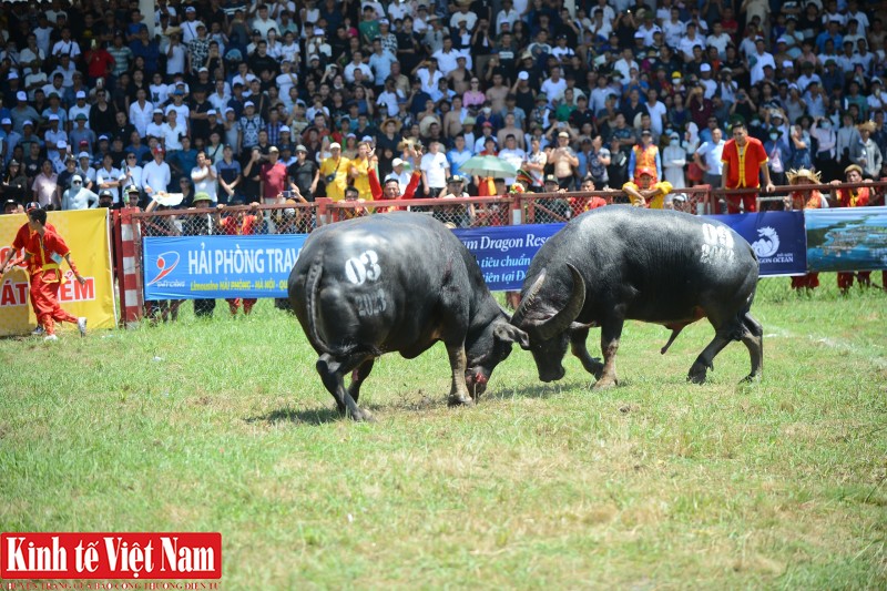 trâu số 03 của ông Lưu Đình Nam, phường Vạn Hương được đặc biệt chú ý vì trọng lượng và kích thước to nhất từ trước đến nay với chiều cao 1,6m, dài 2,4m, vòng ngực 2,6m và nặng đến 1,3 tấn. trâu số 03 của ông Lưu Đình Nam, phường Vạn Hương được đặc biệt chú ý vì trọng lượng và kích thước to nhất từ trước đến nay với chiều cao 1,6m, dài 2,4m, vòng ngực 2,6m và nặng đến 1,3 tấn.