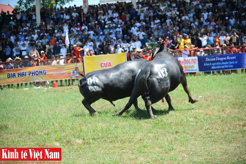 Trận chung kết năm nay là cuộc đối đầu định mệnh giữa trâu số 03 và trâu số 09. Trận chung kết năm nay là cuộc đối đầu định mệnh giữa trâu số 03 và trâu số 09.