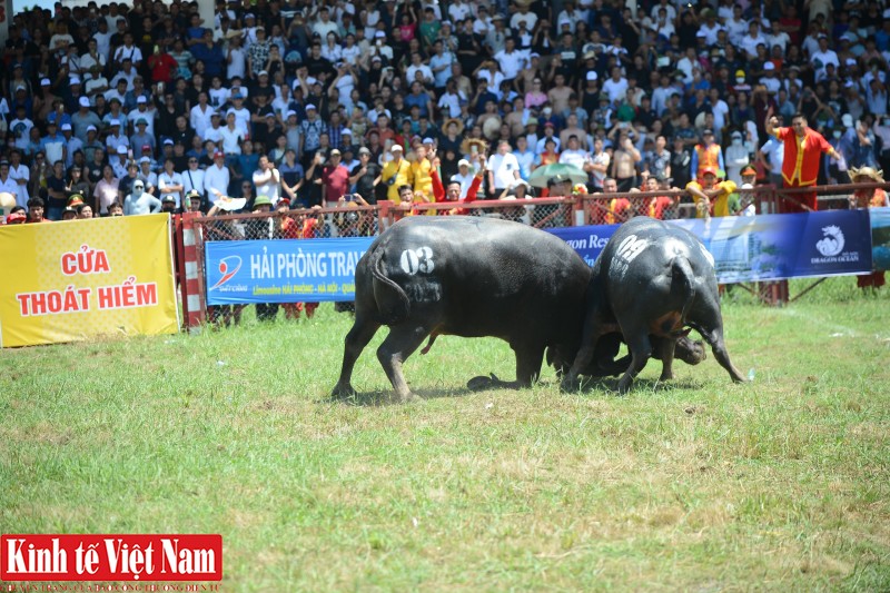 trâu 03 rất nhanh phá thế lấy cáng của trâu số 09, tận dụng lợi thế về thể hình, lựa chọn thời cơ tung ra pha lấy cáng ngược lại trâu số 09, khiến trâu số 09 kiệt sức, phải bỏ chạy sau hơn 2 phút thi đấu. Chung cuộc, tiêu số 03 giành chức vô địch. trâu 03 rất nhanh phá thế lấy cáng của trâu số 09, tận dụng lợi thế về thể hình, lựa chọn thời cơ tung ra pha lấy cáng ngược lại trâu số 09, khiến trâu số 09 kiệt sức, phải bỏ chạy sau hơn 2 phút thi đấu. Chung cuộc, tiêu số 03 giành chức vô địch.