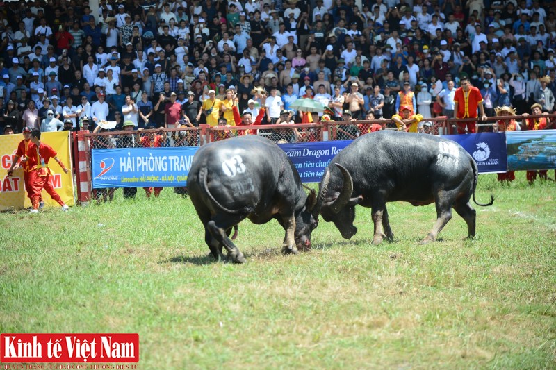 Các miếng đánh đa dạng được các ‘ông’ trâu thể hiện một cách ngang tài ngang sức. Dù vậy, với lợi thế về cân nặng cũng như độ lỳ, ‘ông’ trâu số 03 với đòn lấy càng đã khiến ‘ông’ trâu số 09 bỏ chạy khi mà đồng hồ chưa kịp chuyển sang phút thứ 3. Các miếng đánh đa dạng được các ‘ông’ trâu thể hiện một cách ngang tài ngang sức. Dù vậy, với lợi thế về cân nặng cũng như độ lỳ, ‘ông’ trâu số 03 với đòn lấy càng đã khiến ‘ông’ trâu số 09 bỏ chạy khi mà đồng hồ chưa kịp chuyển sang phút thứ 3.