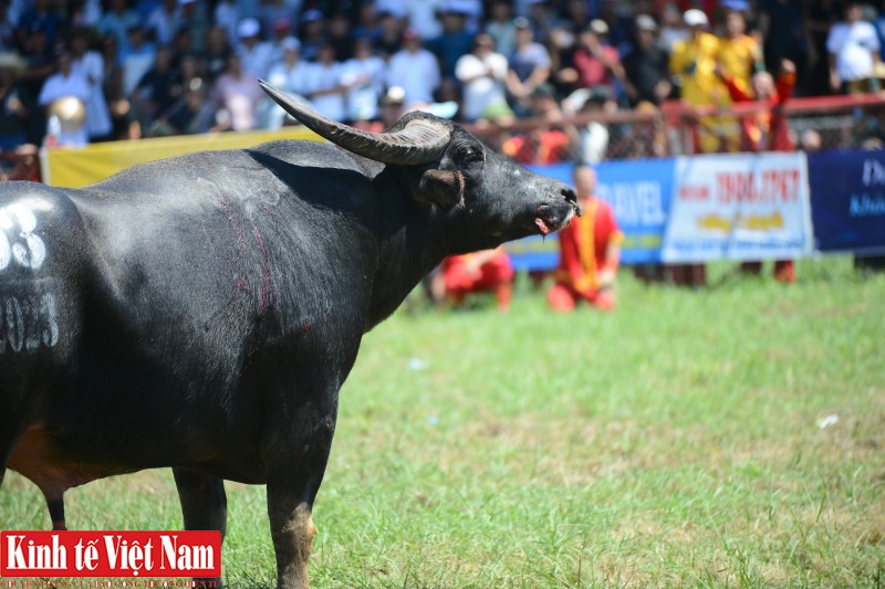 Trâu số 03 - ông trâu lớn nhất trong 33 năm tổ chức Lễ hội chọi trâu Đồ Sơn với trọng lượng 1,3 tấn đã giành giải Nhất với tiền thưởng 100 triệu đồng. Trâu số 03 - ông trâu lớn nhất trong 33 năm tổ chức Lễ hội chọi trâu Đồ Sơn với trọng lượng 1,3 tấn đã giành giải Nhất với tiền thưởng 100 triệu đồng.