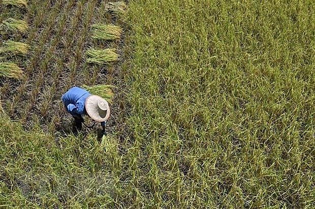 Nông dân gặt lúa trên cánh đồng tại tỉnh Ayutthaya, Thái Lan. (Ảnh: AFP/TTXVN) Nông dân gặt lúa trên cánh đồng tại tỉnh Ayutthaya, Thái Lan. (Ảnh: AFP/TTXVN)