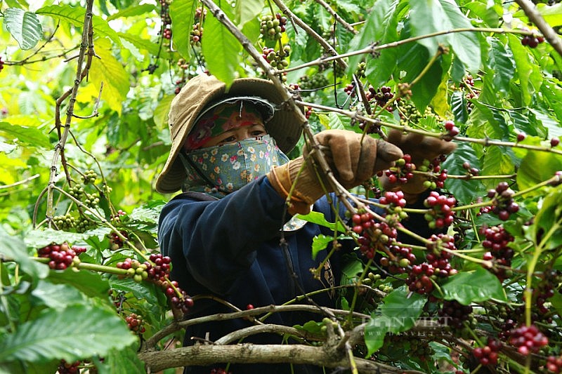 Ảnh minh họa Ảnh minh họa