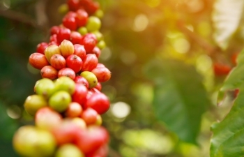 Giá cà phê mới nhất ngày 25/9/2023: Thị trường trong nước cao nhất 66.800 đồng/kg