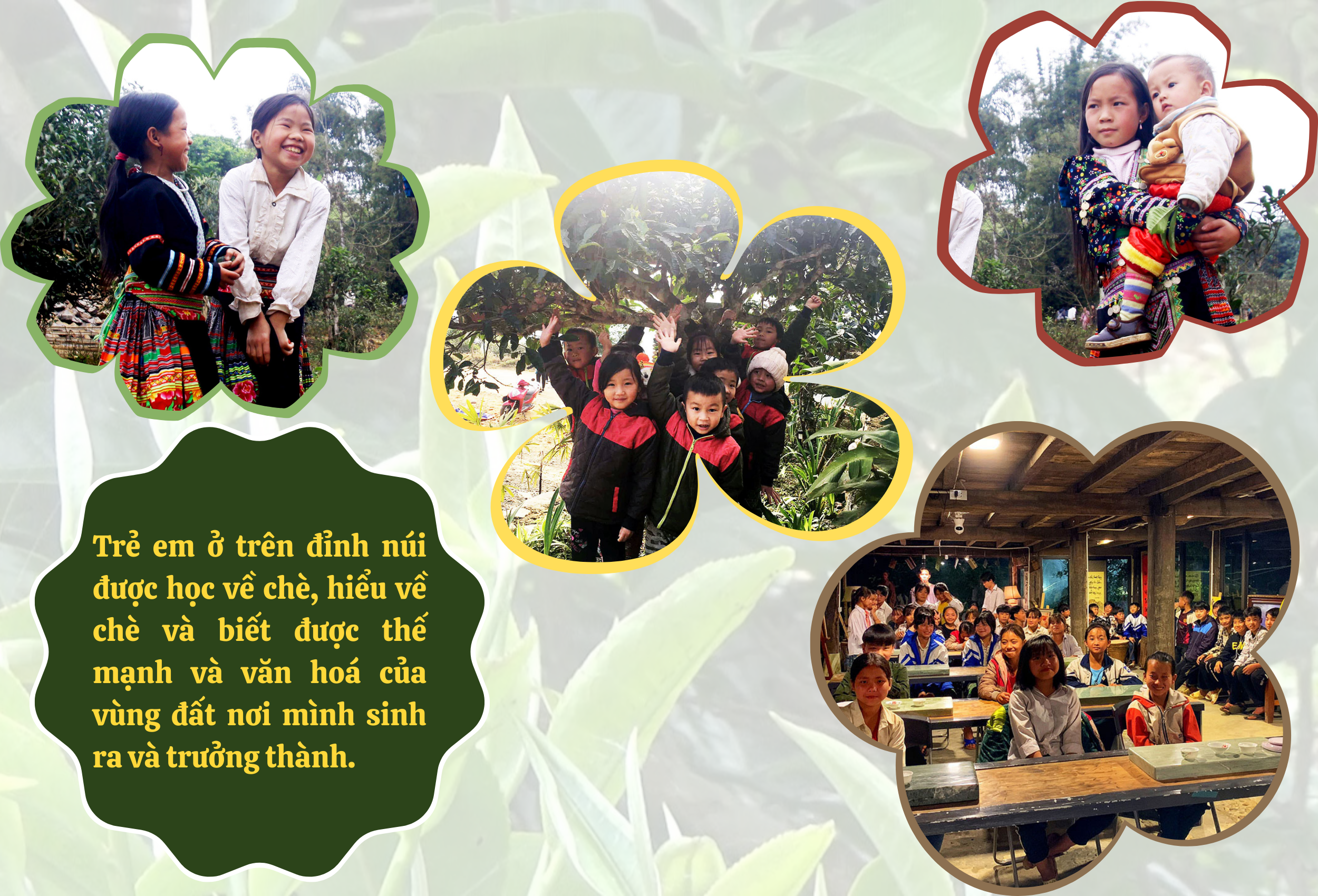 Longform | Chè Suối Giàng và ước mơ thương hiệu quốc gia, vươn tầm quốc tế Longform | Chè Suối Giàng và ước mơ thương hiệu quốc gia, vươn tầm quốc tế