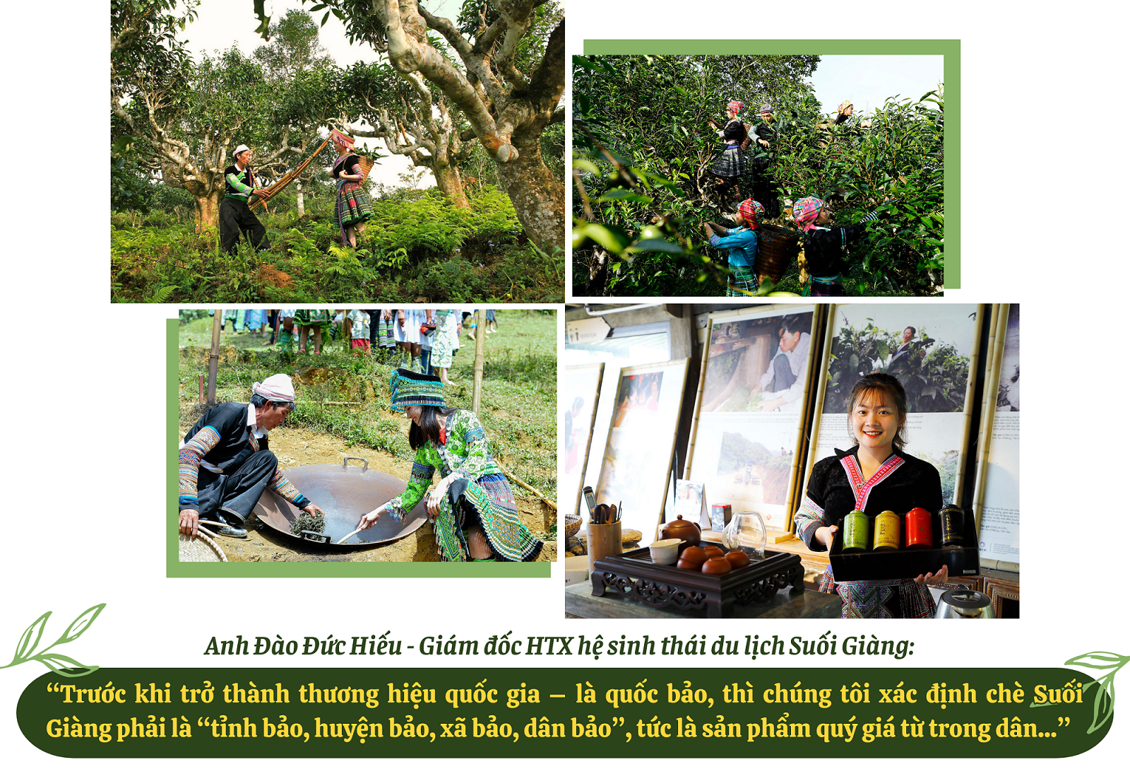 Longform | Chè Suối Giàng và ước mơ thương hiệu quốc gia, vươn tầm quốc tế Longform | Chè Suối Giàng và ước mơ thương hiệu quốc gia, vươn tầm quốc tế