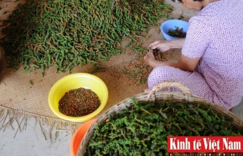 Giá tiêu năm 2024 sẽ ra sao?