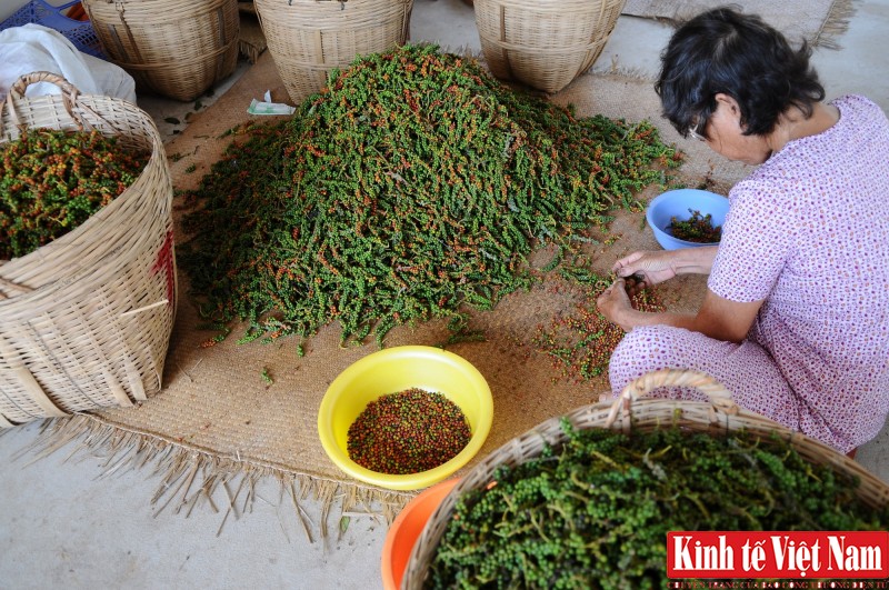Giá tiêu hôm nay ngày 26/9/2023: Đồng loạt giảm 500 đồng/kg Giá tiêu hôm nay ngày 26/9/2023: Đồng loạt giảm 500 đồng/kg