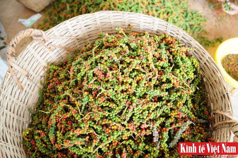 Giá tiêu hôm nay, Gia Lai, Bà Rịa - Vũng Tàu tăng 500 đồng/kg. Ảnh: Cấn Dũng Giá tiêu hôm nay, Gia Lai, Bà Rịa - Vũng Tàu tăng 500 đồng/kg. Ảnh: Cấn Dũng
