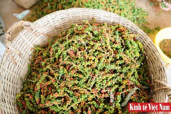 Giá tiêu hôm nay 16/5/2024: Tiếp đà tăng mạnh tới 3.000 đồng/kg, Bà Rịa – Vũng Tàu lên đỉnh 107.000 đồng/kg