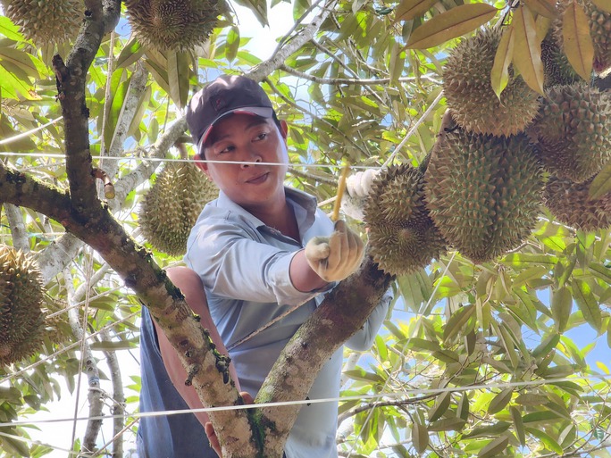 Nội soi sầu riêng kiếm trăm triệu đồng mỗi tháng - Ảnh 2. Nội soi sầu riêng kiếm trăm triệu đồng mỗi tháng - Ảnh 2.