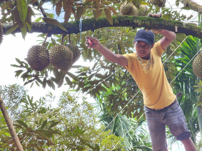 Nội soi sầu riêng kiếm trăm triệu đồng mỗi tháng - Ảnh 4. Nội soi sầu riêng kiếm trăm triệu đồng mỗi tháng - Ảnh 4.