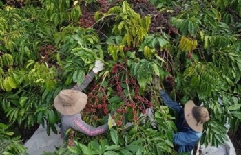 Cơ hội, thách thức trong giai đoạn tới của xuất khẩu nông sản chủ lực