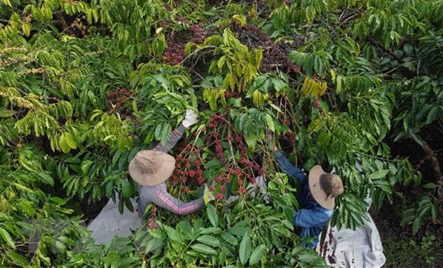 Cơ hội, thách thức trong giai đoạn tới của xuất khẩu nông sản chủ lực hình ảnh 1 Co hoi, thach thuc trong giai doan toi cua xuat khau nong san chu luc hinh anh 1