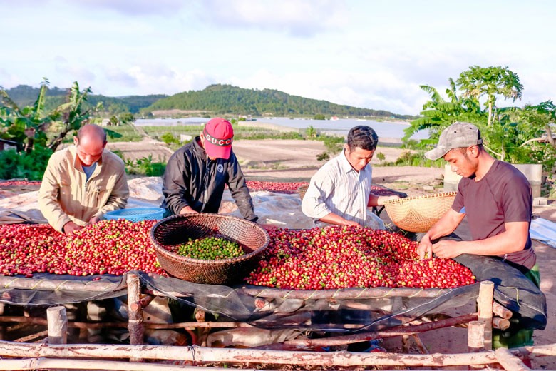 Bà con chọn những trái chín để tạo ra sản phẩm cà phê đặc sản Arabica (Ảnh: T.H) Bà con chọn những trái chín để tạo ra sản phẩm cà phê đặc sản Arabica (Ảnh: T.H)