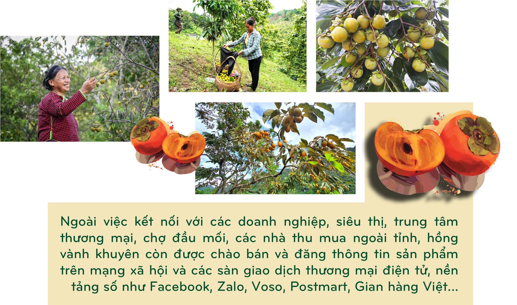 Longform | Ngọt thơm trái hồng vành khuyên xứ Lạng Longform | Ngọt thơm trái hồng vành khuyên xứ Lạng