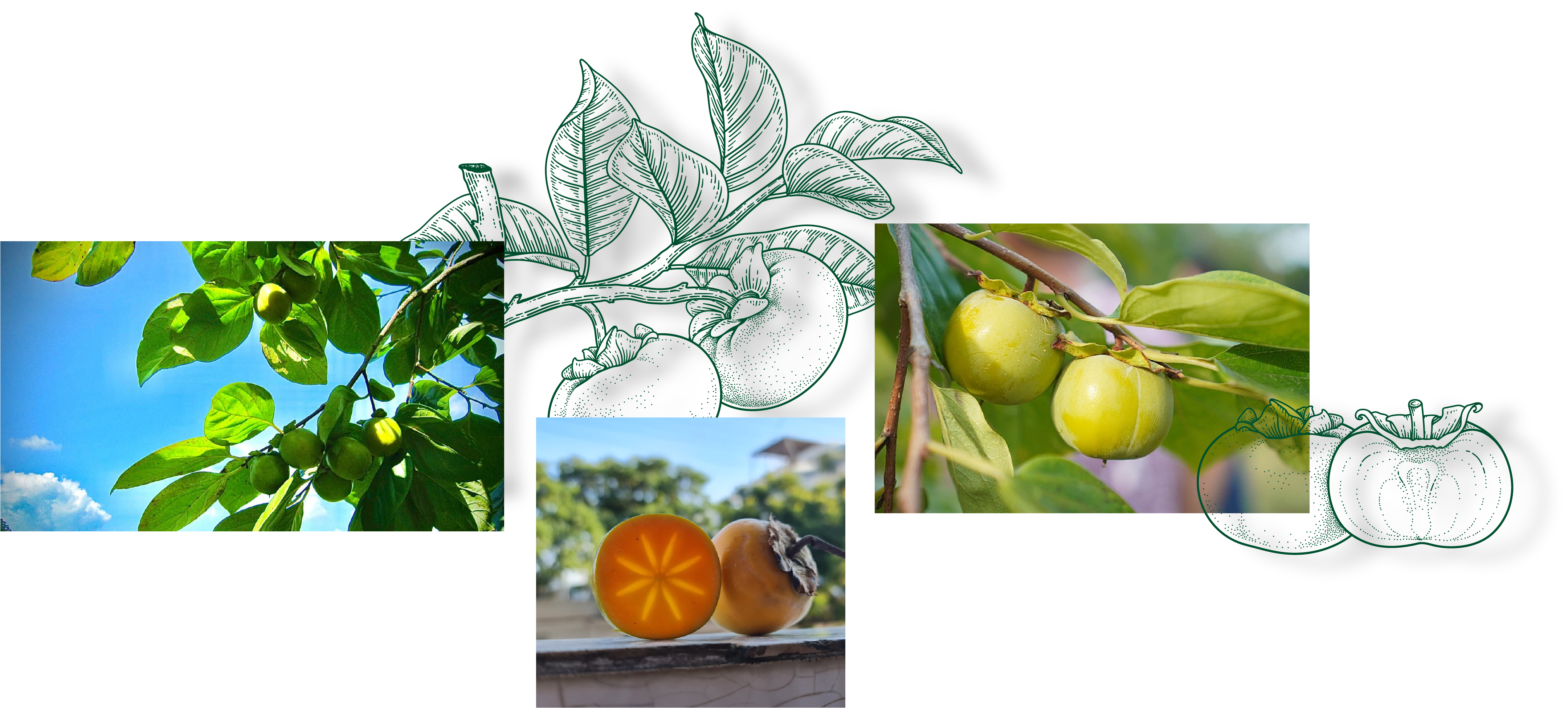 Longform | Ngọt thơm trái hồng vành khuyên xứ Lạng Longform | Ngọt thơm trái hồng vành khuyên xứ Lạng