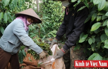 Giá tiêu hôm nay ngày 30/9/2023: Tiếp tục dao động từ 69.000 - 72.000 đồng/kg