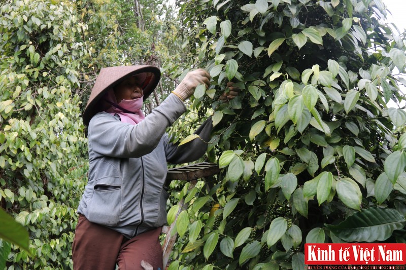 Giá tiêu hôm nay ngày 29/9/2023: Tiếp tục đi ngang, ổn định từ 69.000 - 72.000 đồng/kg