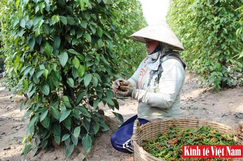 Giá tiêu hôm nay 7/10/2023, khu vực Tây Nguyên giảm giá Giá tiêu hôm nay 7/10/2023, khu vực Tây Nguyên giảm giá