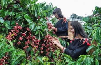 Giá cà phê mới nhất ngày 30/9/2023: Thị trường trong nước giao động 66.000 - 66.800 đồng/kg