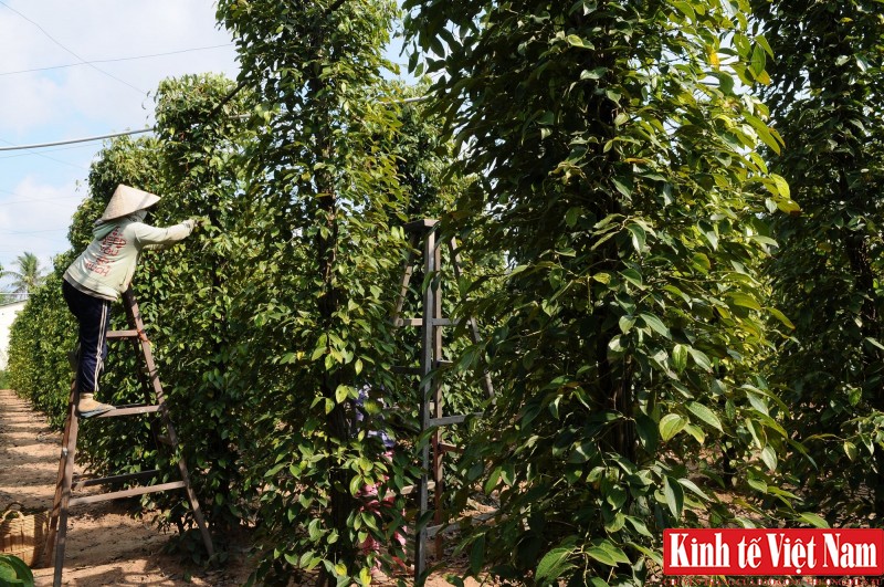 Giá tiêu hôm nay, các địa phương đồng loạt đứng giá. Ảnh: Cấn Dũng Giá tiêu hôm nay, các địa phương đồng loạt đứng giá. Ảnh: Cấn Dũng