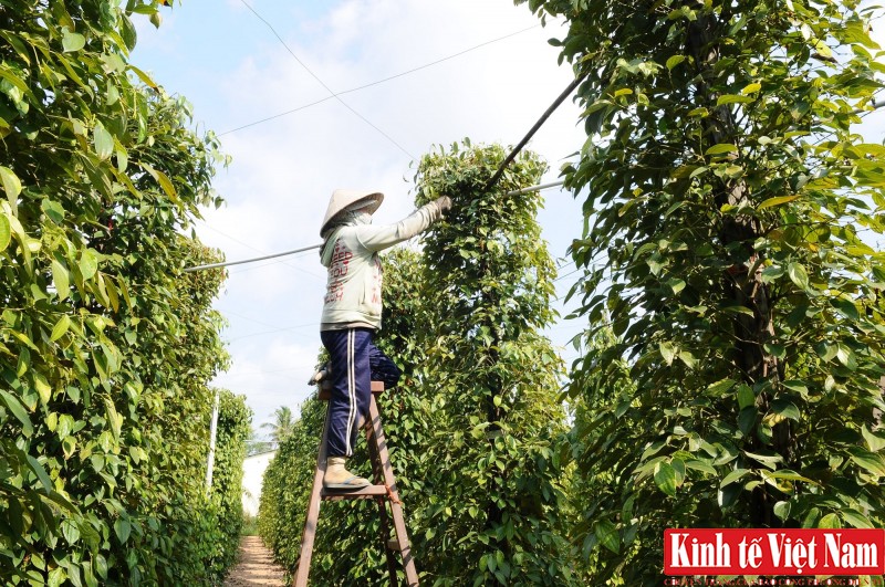 Giá tiêu hôm nay cao nhất 83.500 đồng/kg. Ảnh: Cấn Dũng Giá tiêu hôm nay cao nhất 83.500 đồng/kg. Ảnh: Cấn Dũng
