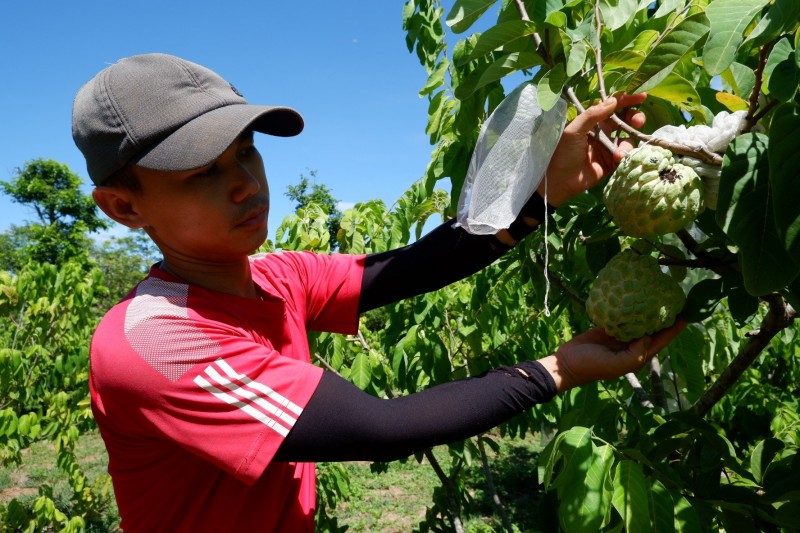 Quảng Bình: Thâm canh na Thái, hái quả ngọt trên gò đồi Quảng Bình: Thâm canh na Thái, hái quả ngọt trên gò đồi