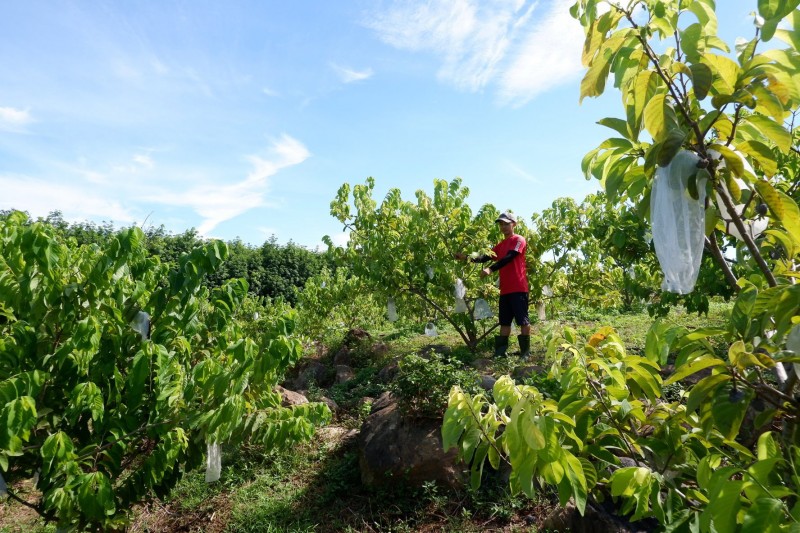 Quảng Bình: Thâm canh na Thái, hái quả ngọt trên gò đồi Quảng Bình: Thâm canh na Thái, hái quả ngọt trên gò đồi