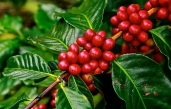 Giá cà phê mới nhất ngày 3/10/2023: Thị trường trong nước tiếp tục ổn định