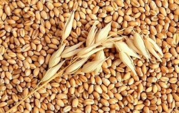 Giá lúa mì tăng mạnh chấm dứt chuỗi ba phiên liên tiếp suy yếu