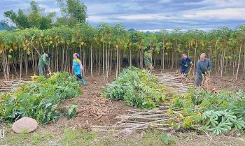 Thanh Hóa: Giải pháp nâng cao chất lượng vùng nguyên liệu sắn