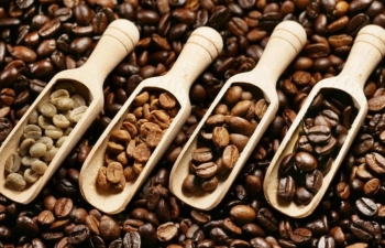 Giá cà phê mới nhất ngày 4/10/2023: Thị trường trong nước giảm 100 đồng/kg