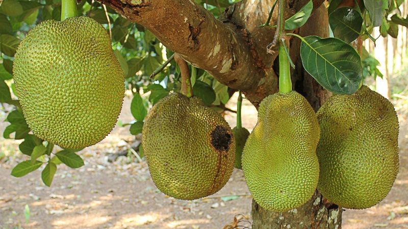 Giá mít Thái hôm nay ngày 5/10/2023: Giá mít Thái hôm nay ngày 5/10/2023: