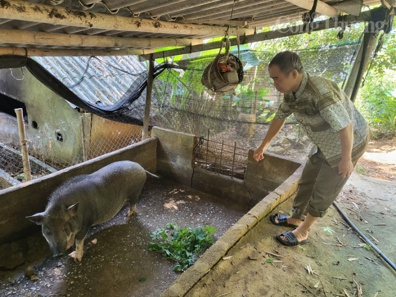 Chuyện về người có uy tín giúp đồng bào dân tộc thiếu số ở bản Chong “đuổi đói nghèo” Chuyện về người có uy tín giúp đồng bào dân tộc thiếu số ở bản Chong “đuổi đói nghèo”