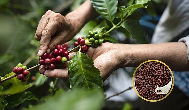 Ảnh minh họa Ảnh minh họa