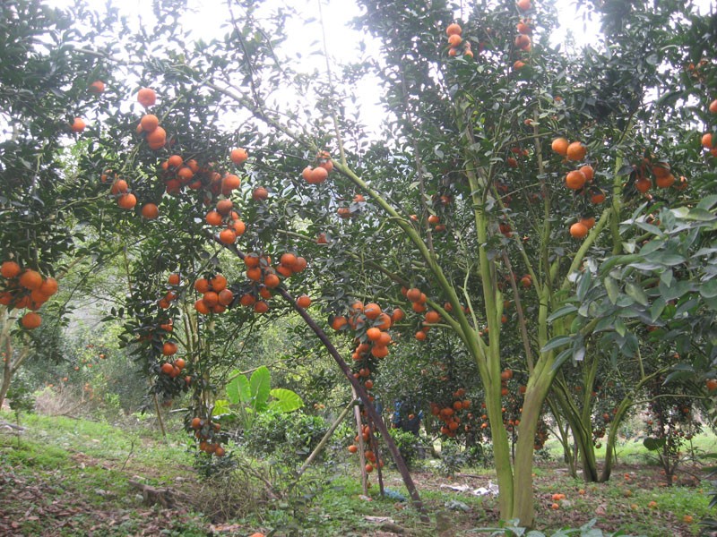 Hà Giang: Lên phương án tiêu thụ cam niên vụ 2023 – 2024