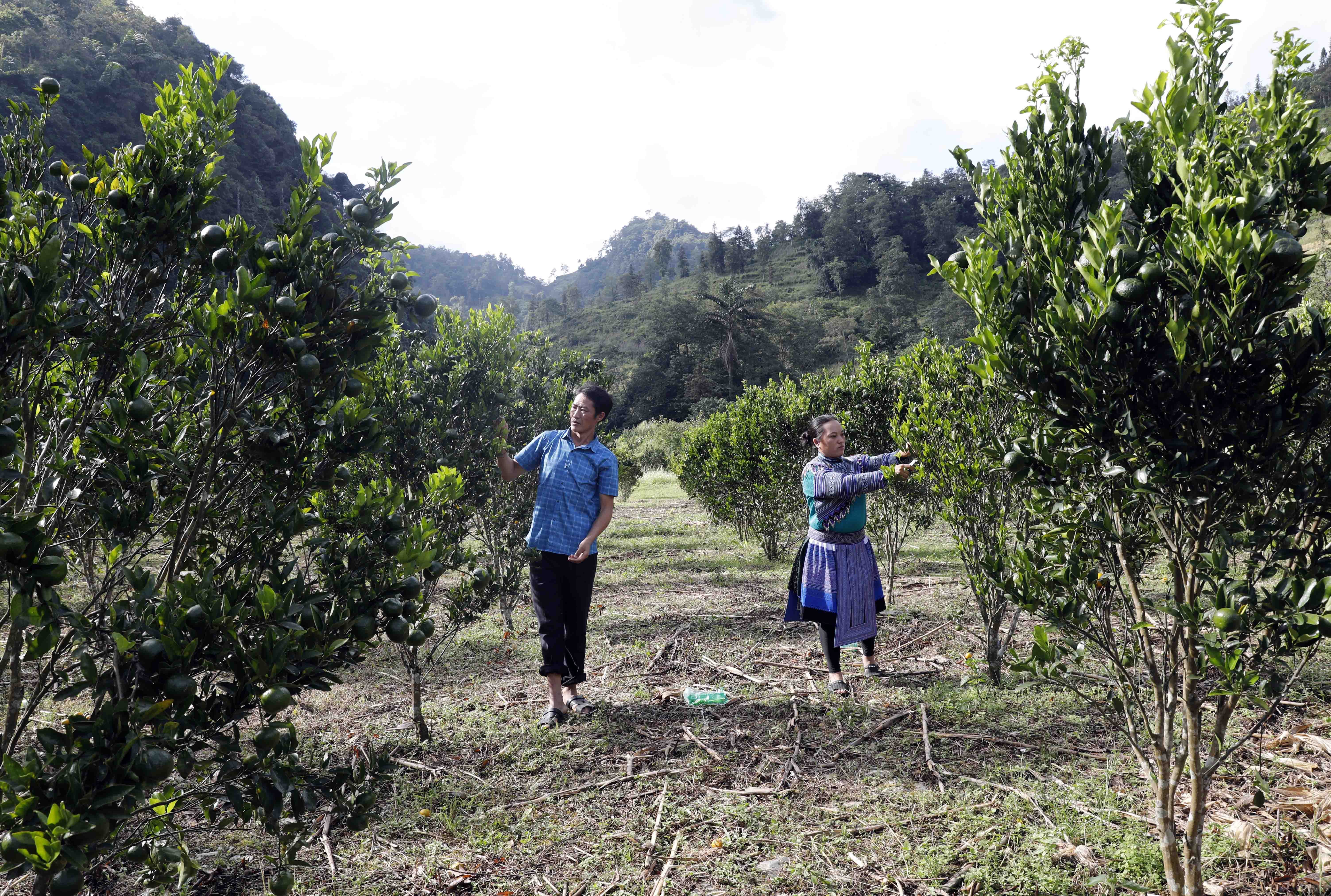 Hành trình 21 năm gieo niềm tin và khát vọng cho hộ nghèo, đối tượng chính sách