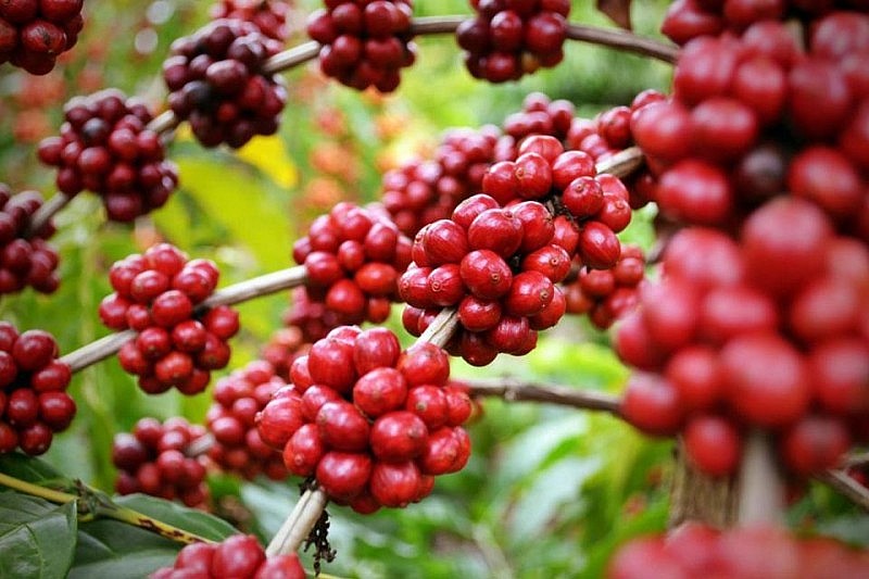 Ảnh minh họa Ảnh minh họa