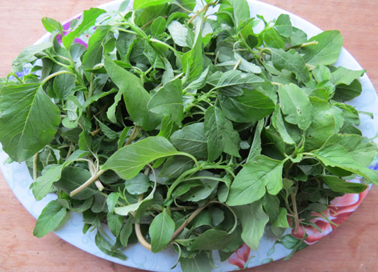 Bất ngờ 7 loại rau được xem là "rau trường thọ", mọc dại đầy ở Việt Nam, không mất tiền mua nhưng nhiều người không biết ăn - Ảnh 6.