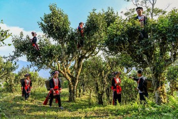 Huyện Hoàng Su Phì (Hà Giang): Sản phẩm OCOP góp phần phát triển du lịch