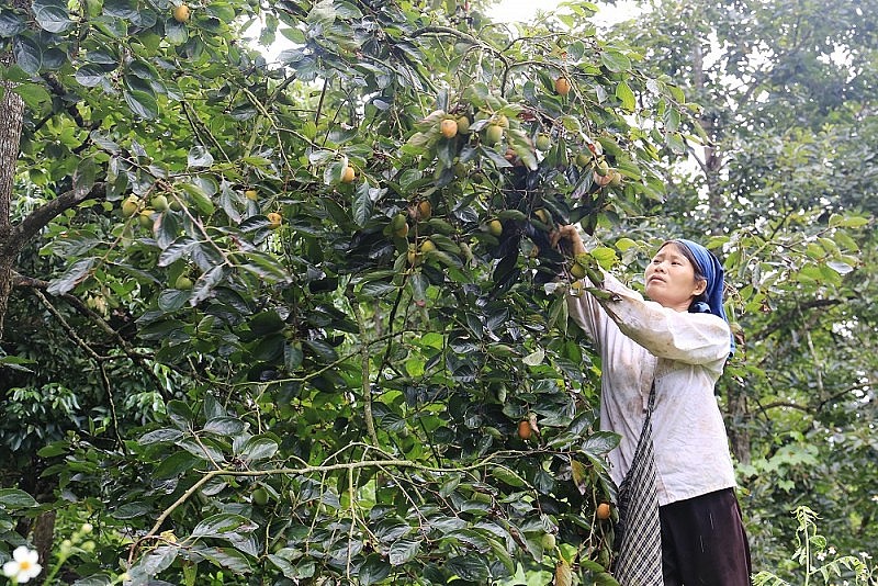 Bắc Kạn: Xây vùng nguyên liệu gắn với liên kết, tiêu thụ sản phẩm hồng không hạt