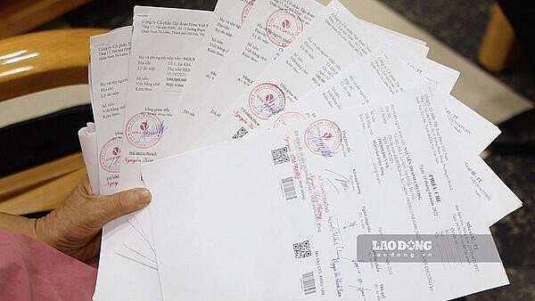 Trái đắng rót vốn đầu tư trồng chè, rau má lãi suất không tưởng Trái đắng rót vốn đầu tư trồng chè, rau má lãi suất không tưởng