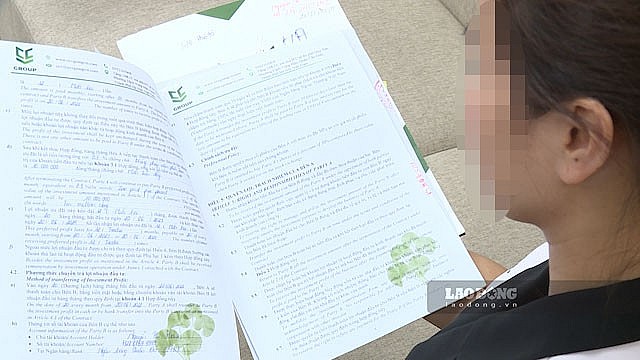 Trái đắng rót vốn đầu tư trồng chè, rau má lãi suất không tưởng Trái đắng rót vốn đầu tư trồng chè, rau má lãi suất không tưởng