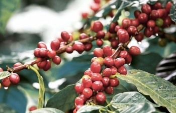 Giá cà phê mới nhất ngày 10/10/2023: Thị trường cà phê trong nước ổn định