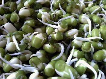 Đậu xanh “nảy mầm”: Thực phẩm bổ dưỡng cho sức khỏe