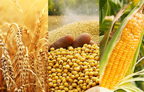 Nhóm nông sản đồng loạt suy yếu, dầu thô hạ nhiệt